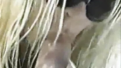 সেলিব্রিটি প্রতিযোগিতা