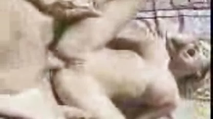 আমন্ডা হোল্ডেন
